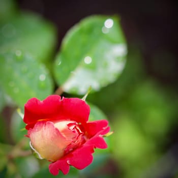 Beautiful red yellow rose with dew drops in the garden. Ideal for a greeting cards