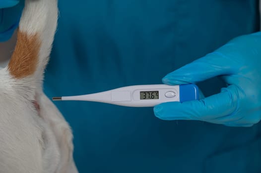 A veterinarian measures a dog's temperature rectally with an electronic thermometer