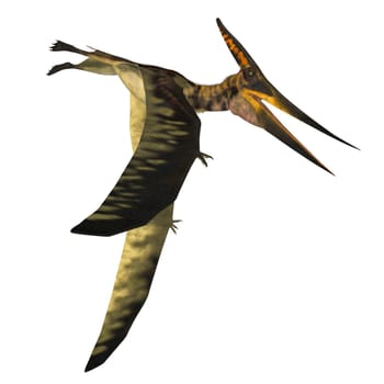 Pteranodon was a reptile carnivorous Pterosaur that lived in North America during the Cretaceous Period.