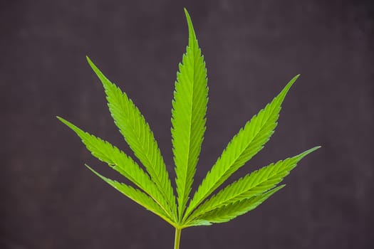 Macro image of a single leaf of Cannabis sativa isolated on a black background