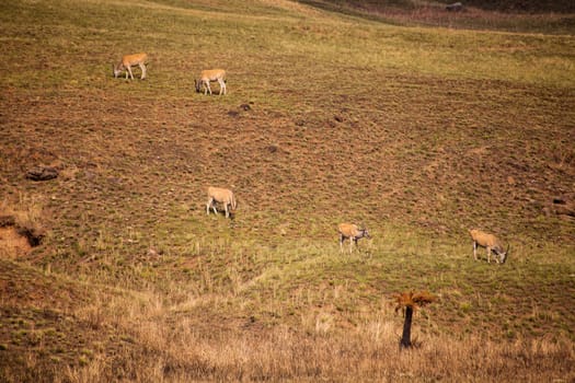 Holy animal to the San People, the Eland (Taurotragus oryx) grazes freely in the Drakensberg South Africa.