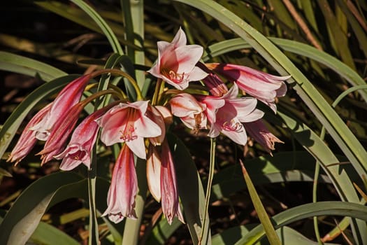 The Orange River lily, also known as the Vaal River lily, (Crinum bulbispermum) naturally occur on the floodplains of rivers in the highveld region of South Africa