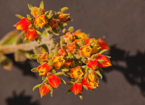 Macro image of the flowers of Ruby slippers (Echeveria harmsii)