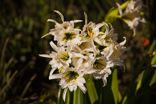 Abundant flowers of the whita Spider Lily (Hymenocallis)