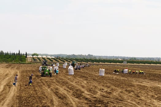 Huevar del Aljarafe, Seville, Spain - June 2, 2023: A tractor pulls a huge sack of potatoes across a dusty field in the countryside.