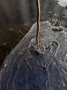 thin transparent ice on a puddle in the park on a spring day, foliage through the ice, tree through ice. High quality photo