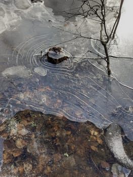 thin transparent ice on a puddle in the park on a spring day, foliage through the ice, tree through ice. High quality photo