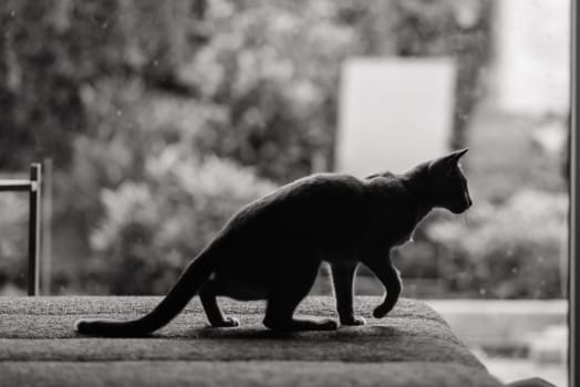 Young cat sitting on big bed in room, silhouette photo. Garden view