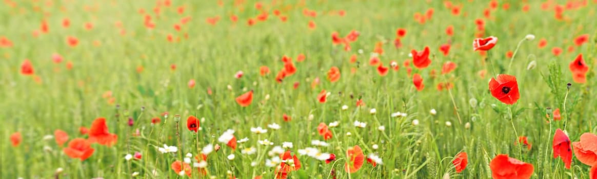 Wild red poppies growing in field of unripe green wheat - wide banner