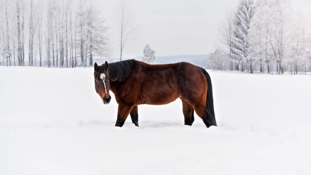 Dark brown horse walks on snow covered meadow, trees in background, view from side