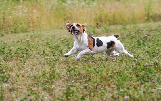 Jack Russell terrier running fast on grass meadow, mouth open, head looking up at the ball thrown to her