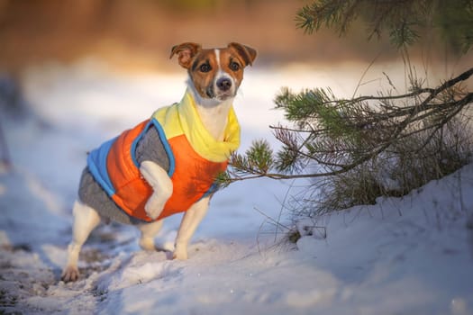 Small Jack Russell terrier dog wearing winter coat standing next to coniferous tree, looking attentive, sun shines on her, blurred snow country background