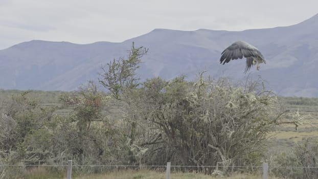 Black-chested eagle embodies wilderness, soaring into the sky from a shrub.