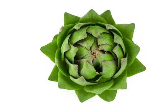 Greeen artichoke isolated on white background. Gresh vegetables.