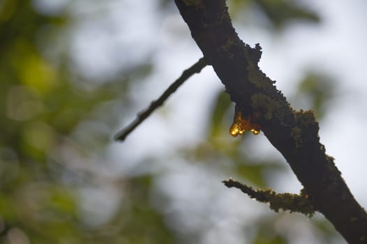 Branch with a drop of golden resin, branch covered with a layer of small green moss. Resin drop is tear-shaped, yellow-brown in color, and distinctly visible against the branch