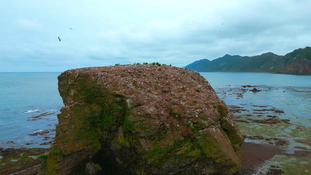 Beautiful rock in sea with seagulls. Clip. Sea rock with seagulls on background of coast on cloudy day. Top view of seascape of northern coast with rocks on cloudy summer day.