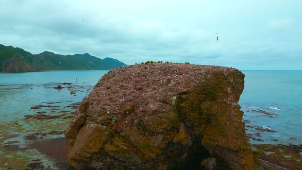 Beautiful rock in sea with seagulls. Clip. Sea rock with seagulls on background of coast on cloudy day. Top view of seascape of northern coast with rocks on cloudy summer day.