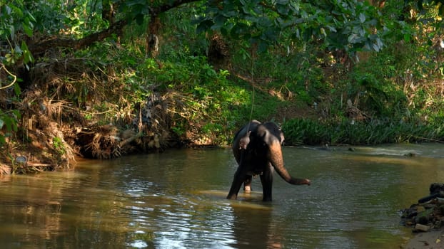 Beautiful playful elephant bathing in the river. Action. Tropical green forest and dirty brown river