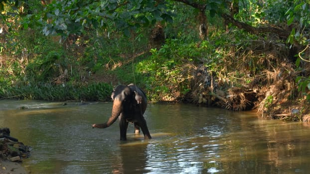 Little elephant in river. Action. Baby elephant is playing in river in jungle. Little elephant is playing alone in river in jungle.