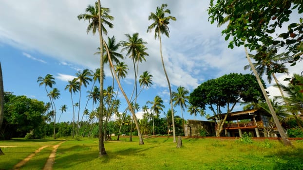 Natural landscape of palm trees and green bright grass. Action. Beautiful cottage and summer countryside landscape