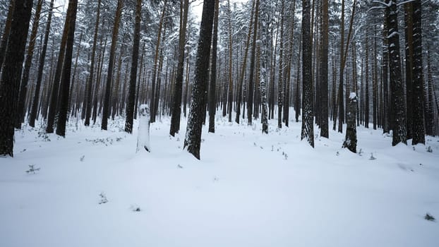 View of winter forest with camera turns. Media. Camera's view around you in winter forest. Camera rotation in wild forest on winter day.