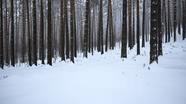 Beautiful view in forest with tree trunks on winter day. Media. Calming view of winter forest with falling snow. Beautiful landscape in winter forest during snowfall.
