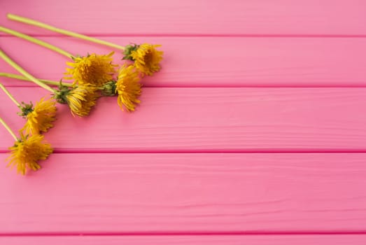 Summer abstract background mockup template free copy space text pattern sample top view above on pink wooden board. blank empty area for inscription. corners flowers borders frames yellow dandelions