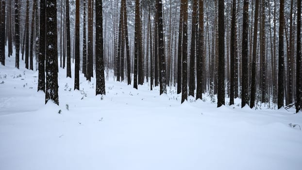 Pine forest in the snow. Media. Winter forest with snow covered trees and slowly falling snowflakes