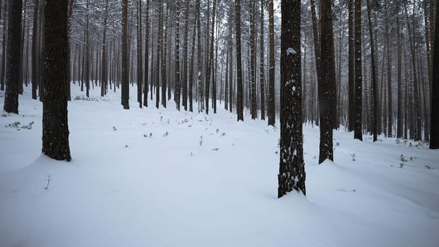 Beautiful view in wild winter forest. Media. Beautiful walk in wild forest on winter day. Camera movement in view of beautiful winter forest.