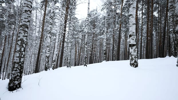 Beautiful sunny snowy winter landscape. Media. Birch trees and white cold ground