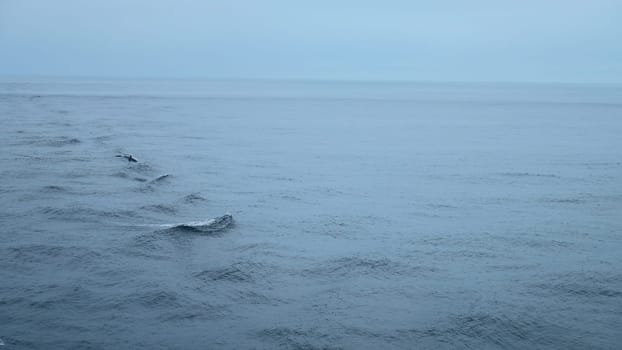 Beautiful sea surface with dolphin fins. Clip. Surface of open ocean with swimming dolphins in cloudy weather. Fins of swimming dolphins above surface of blue sea.