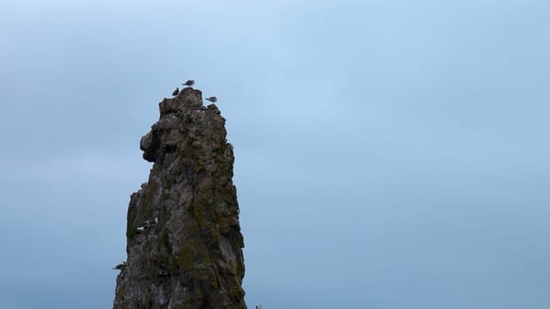 Top of long cliff with seagulls. Clip. Seagulls sit on top of cliff on background cloudy sky. Seagulls fly and sit on small rock in sea in cloudy weather.