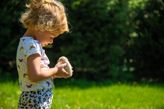 A child plays with a chicken. Selective focus. animal.