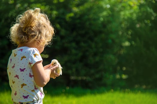 A child plays with a chicken. Selective focus. animal.