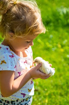A child plays with a chicken. Selective focus. animal.