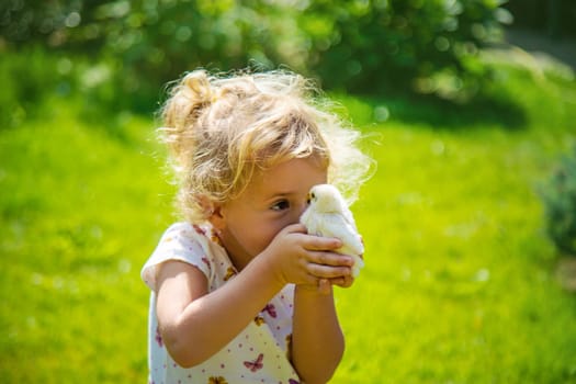 A child plays with a chicken. Selective focus. animal.