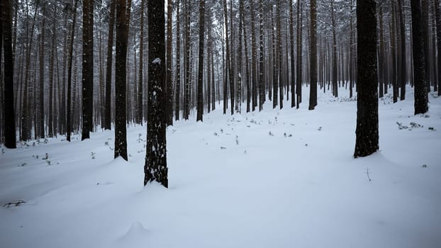 Pine forest in the snow. Media. Winter forest with snow covered trees and slowly falling snowflakes