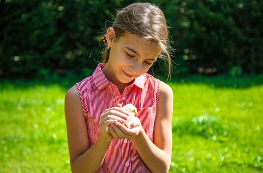 A child plays with a chicken. Selective focus. animal.