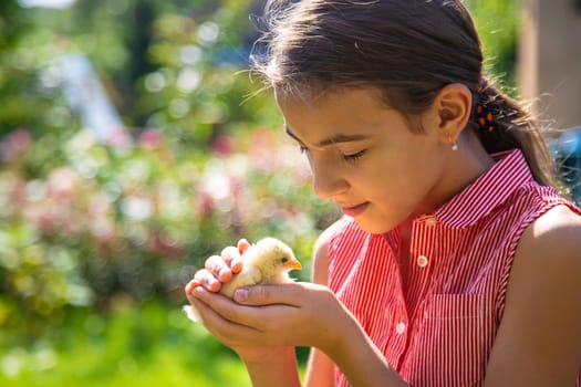 A child plays with a chicken. Selective focus. animal.