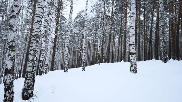 Circular view of winter forest. Media. Overview of wild forest with many tree trunks on winter day. Look at wild winter forest.