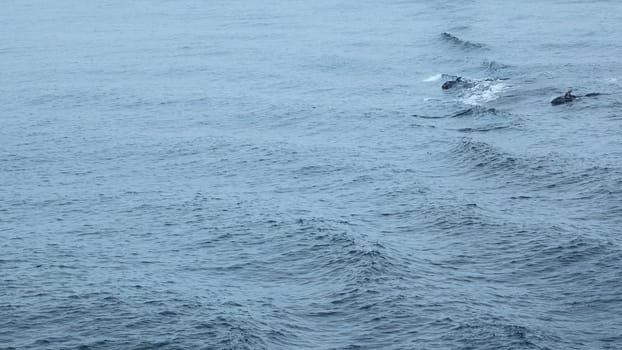 Blue sea with waves and swimming dolphins. Clip. Wild dolphins swimming in open sea in cloudy weather. Exciting sight of swimming dolphins on ocean surface.