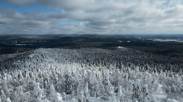 Slow motion aerial view of snowy trees in beautiful winter forest. Clip. Winter landscape in frozen mountains nature