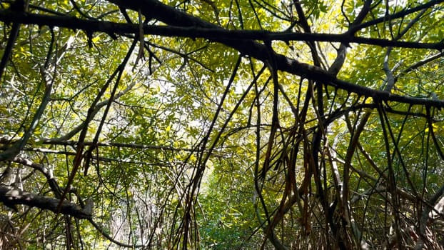 Moving through a tropical forest with large trees and green crowns. Action. Low angle view of hanging branches with green leaves