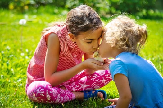 A child plays with a chicken. Selective focus. animal.