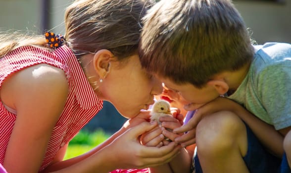 A child plays with a chicken. Selective focus. animal.