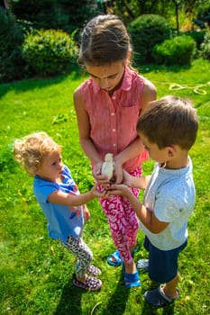 A child plays with a chicken. Selective focus. animal.