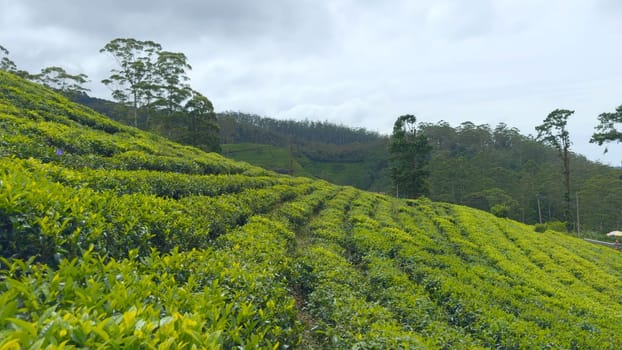 Picturesque view of tea fields. Action. Lines with green bushes on terraces of tea plantations. Beautiful green terraces with bushes and blooming tea.