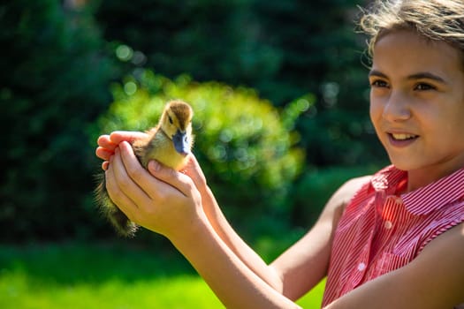 A child plays with a duckling. Selective focus. animal.