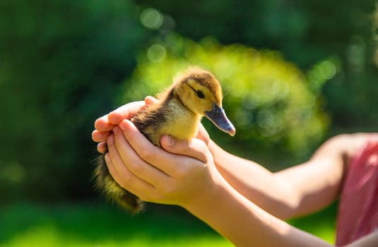 A child plays with a duckling. Selective focus. animal.