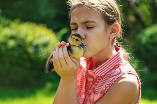 A child plays with a duckling. Selective focus. animal.